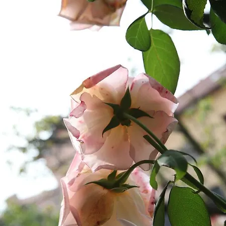 Belvedere